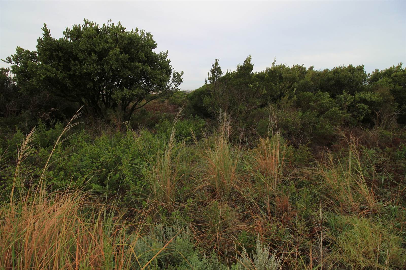 4784 m² Land available in Bettys Bay photo number 12