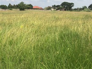 2231 m² Land available in Jameson Park