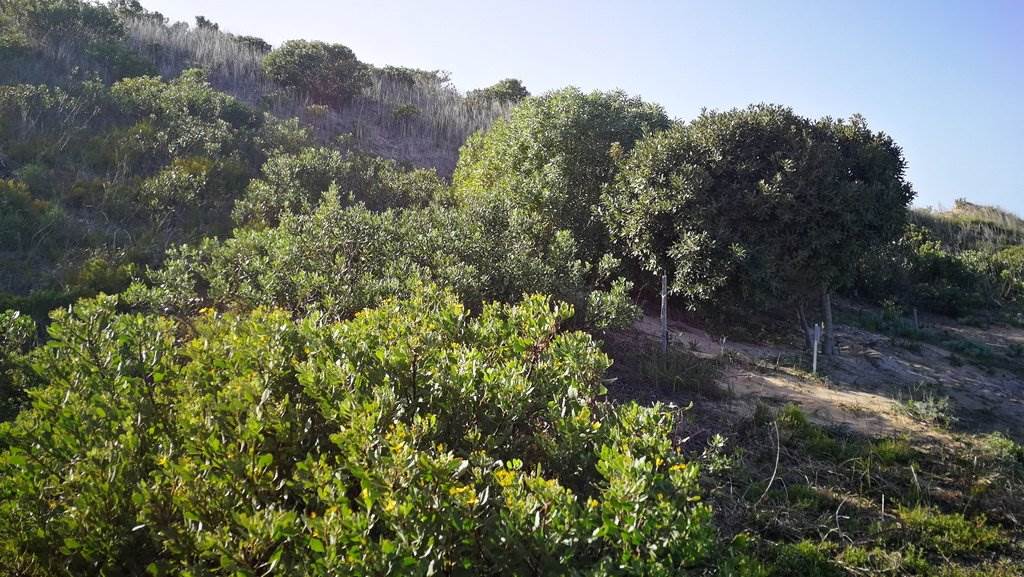 444 m² Land available in Stilbaai photo number 2