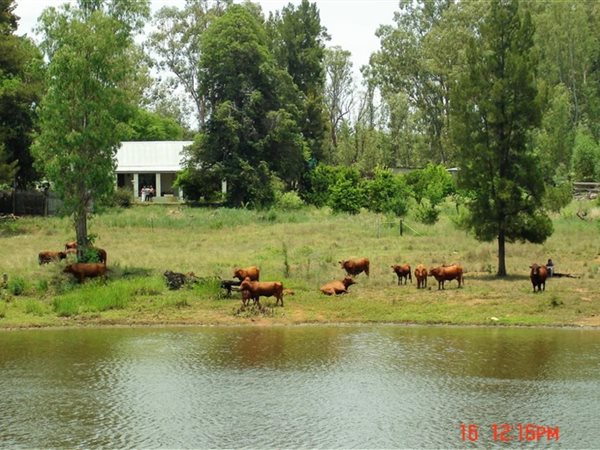 390 ha Farm in Vaalwater