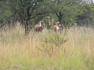 4 ha Land available in Kleinfontein