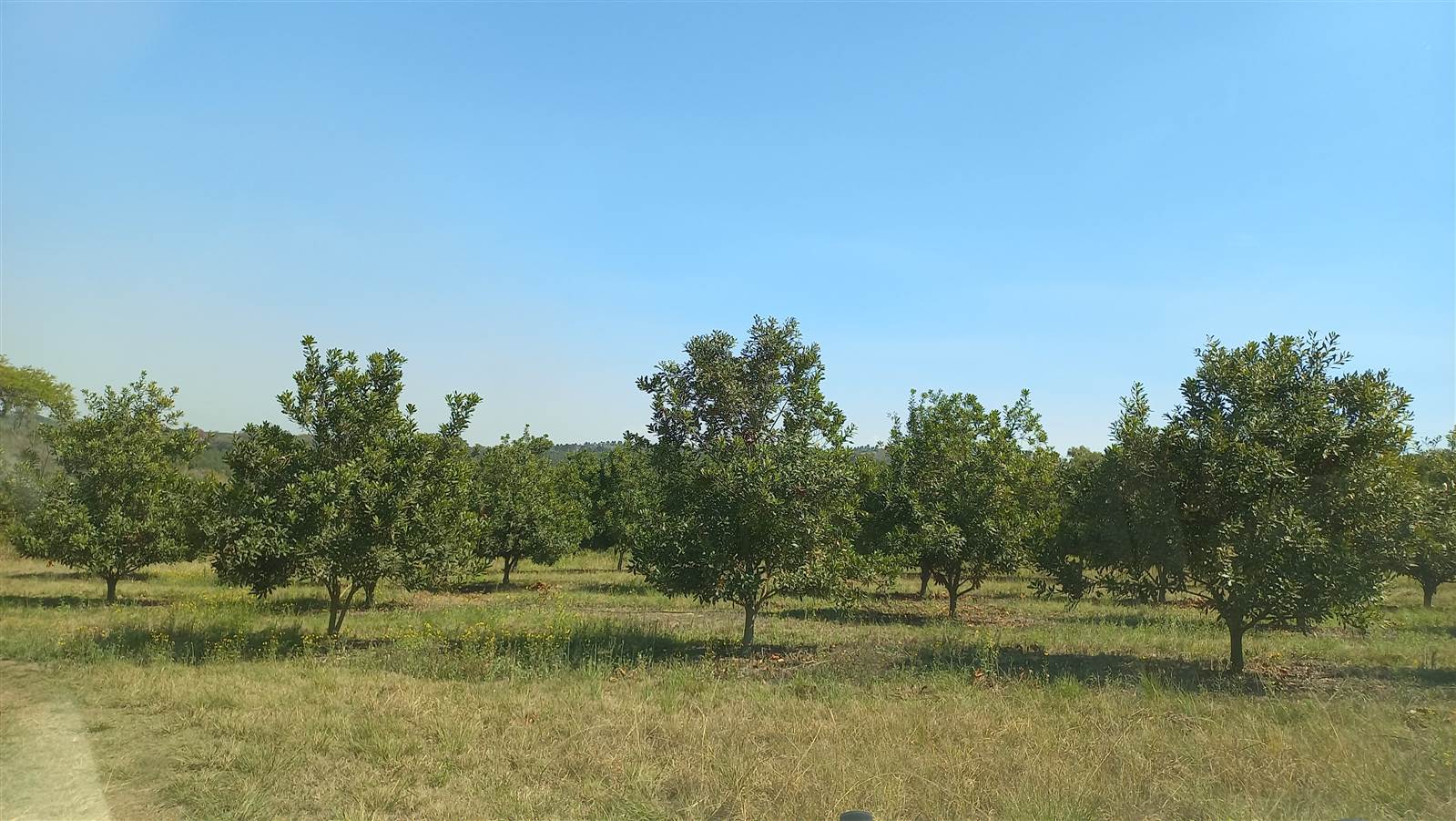 9.3 ha Smallholding in White River photo number 23