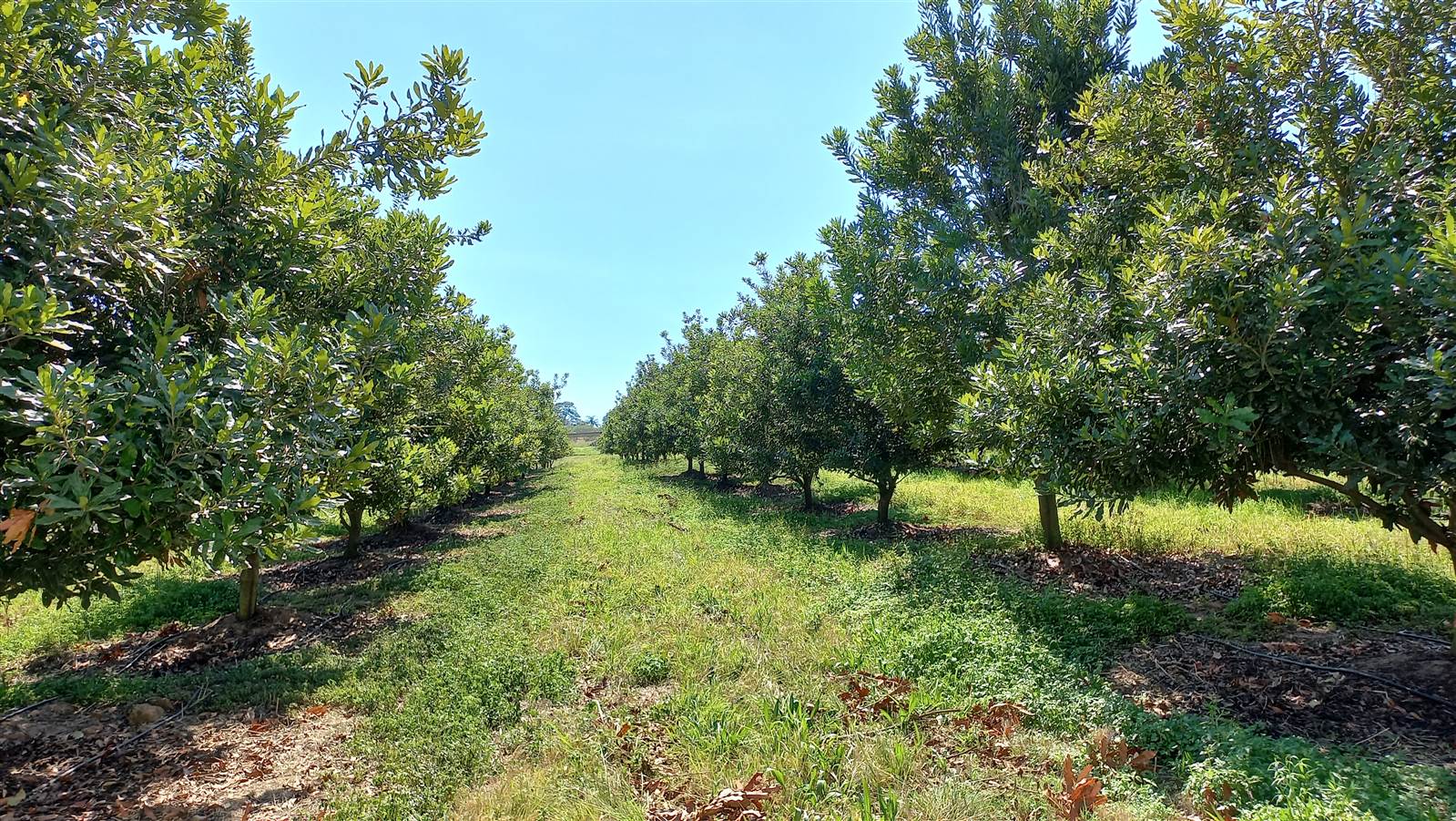 9.3 ha Smallholding in White River photo number 1
