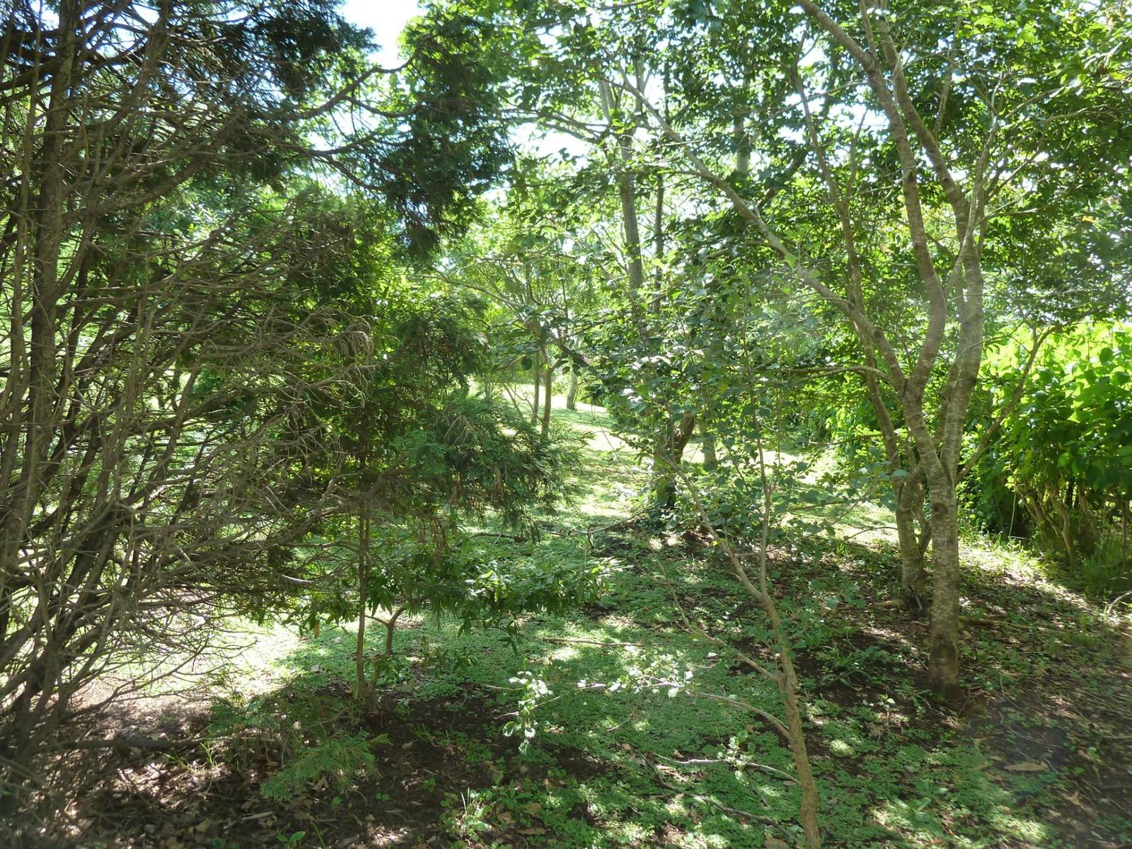 1804 m² Land available in Forest Hills photo number 6