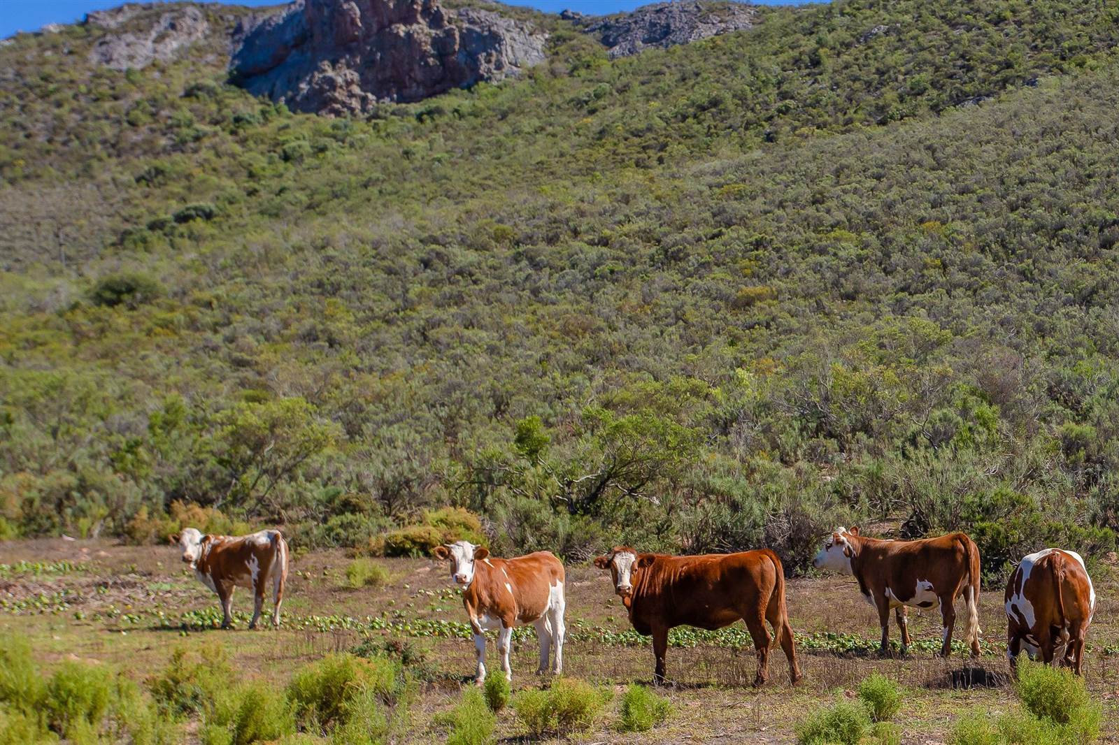 120.5 ha Farm in Robertson photo number 20