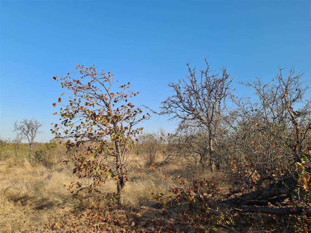 21 ha Land available in Phalaborwa photo number 2