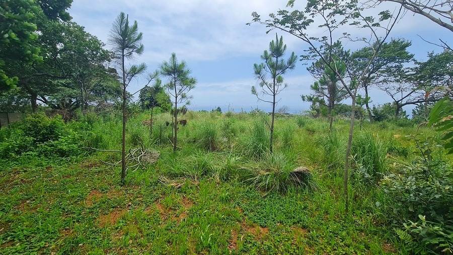 1256 m² Land available in Hibberdene photo number 8