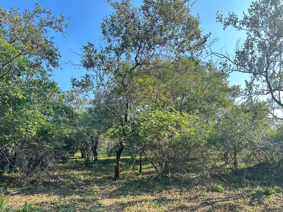 1535 m² Land available in Marloth Park photo number 7