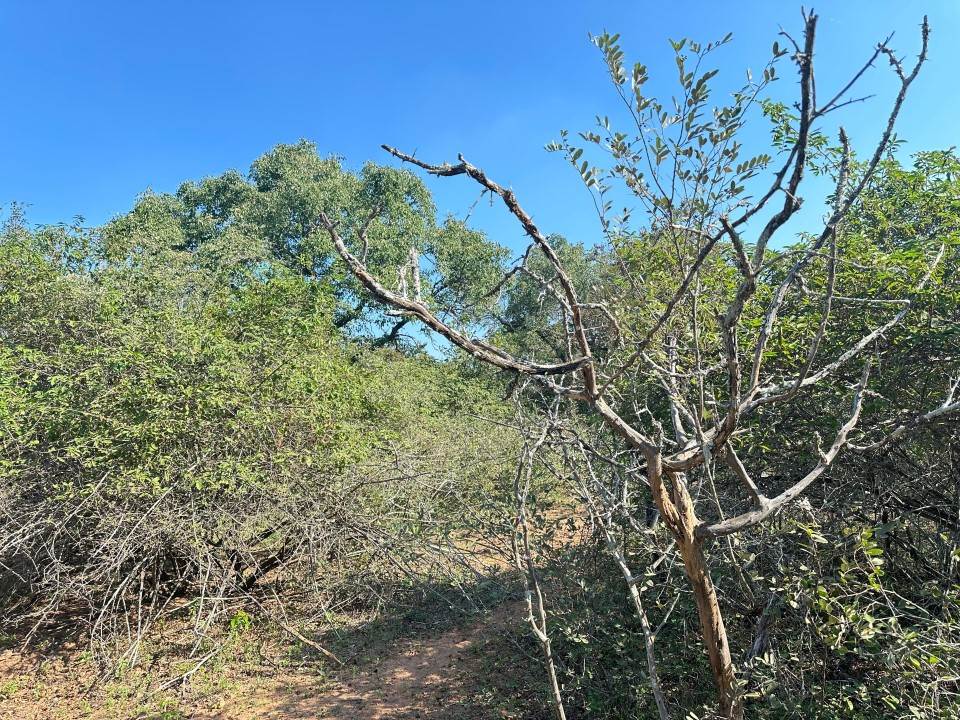 1535 m² Land available in Marloth Park photo number 6