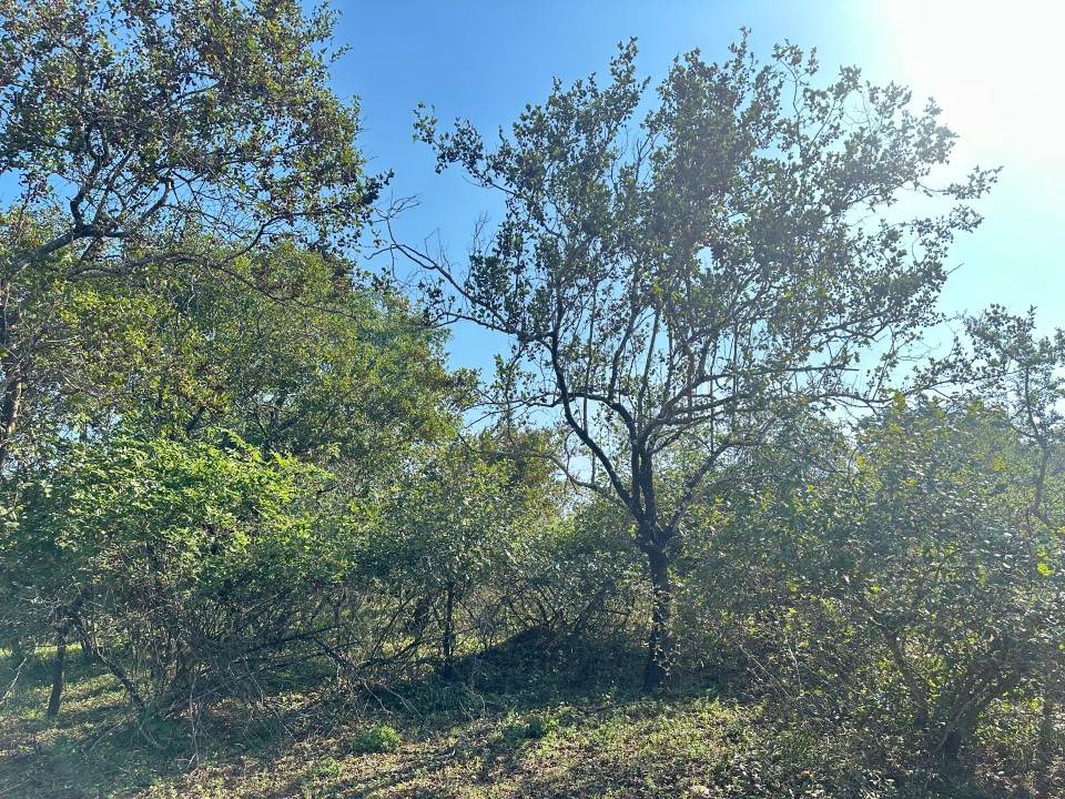 1535 m² Land available in Marloth Park photo number 8
