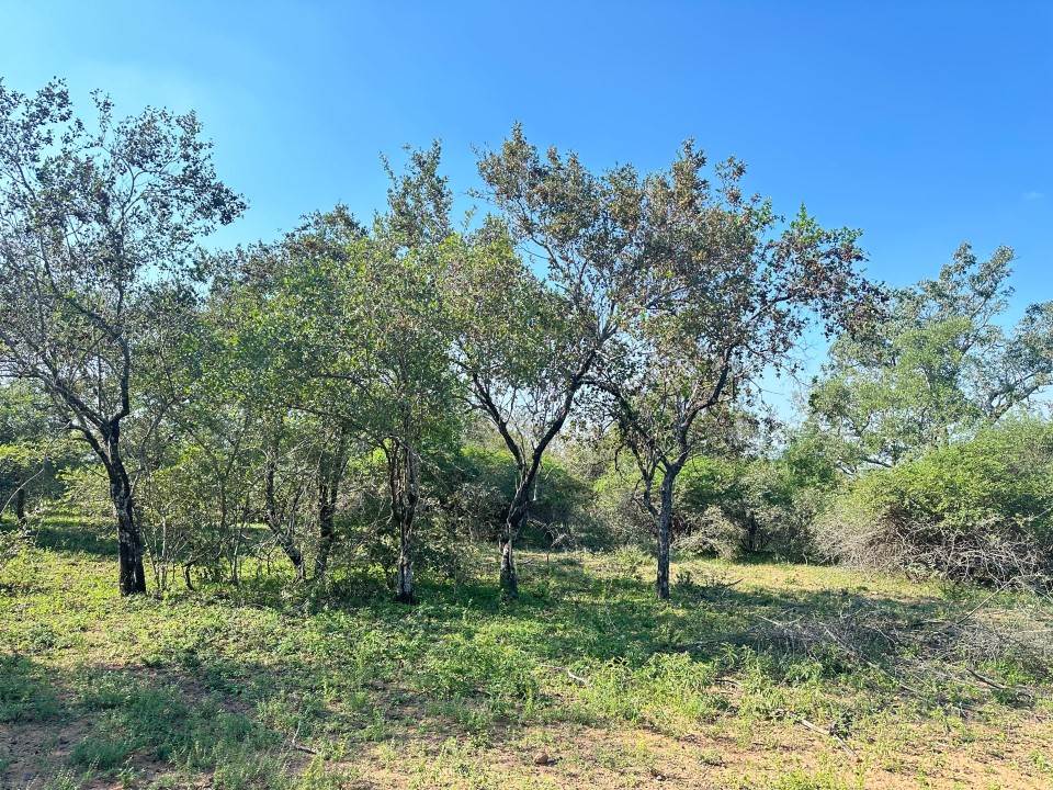 1535 m² Land available in Marloth Park photo number 4