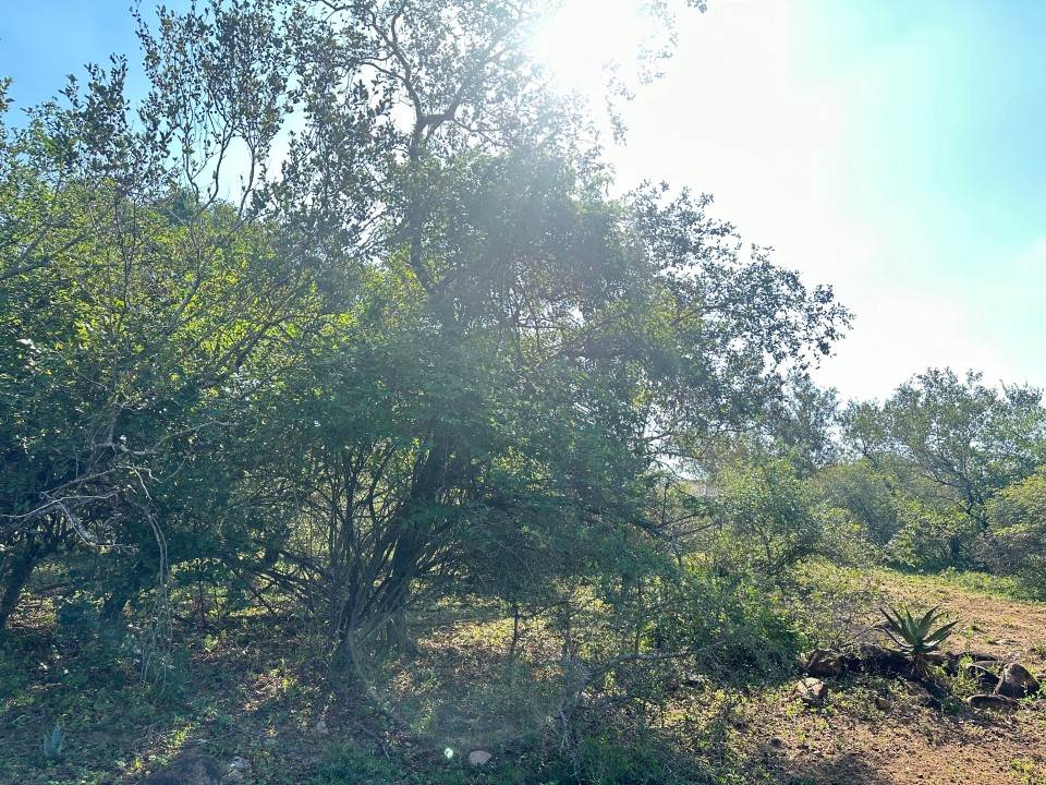 1535 m² Land available in Marloth Park photo number 9