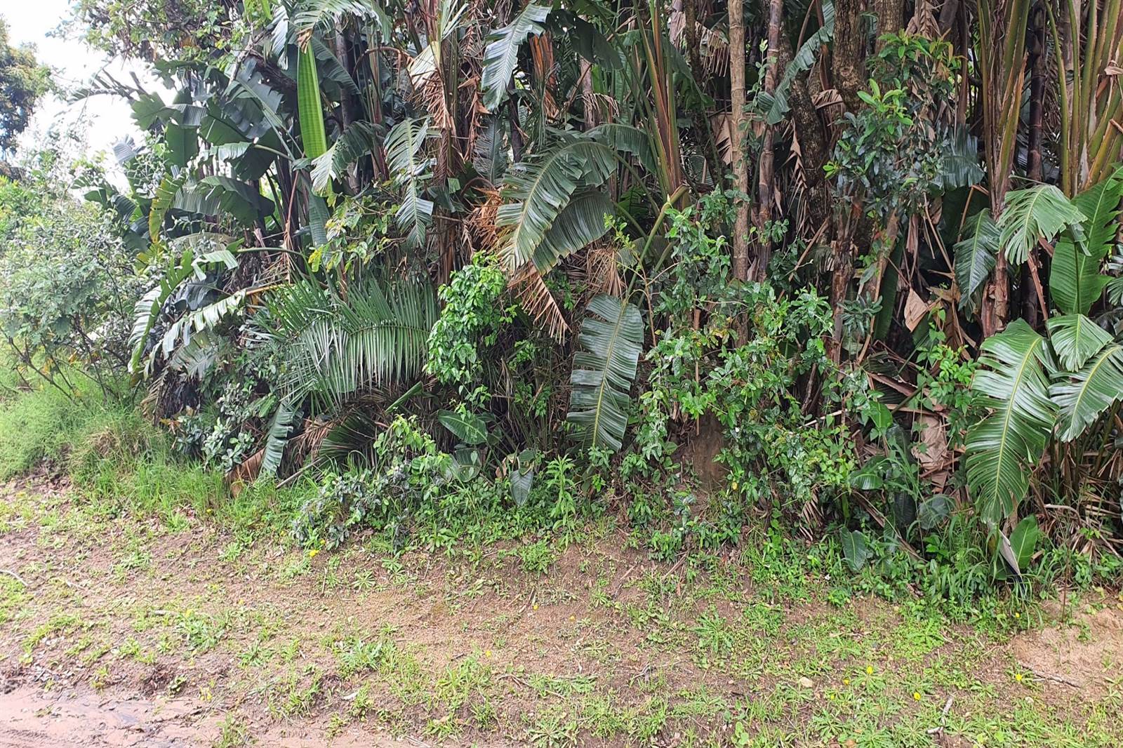 1386 m² Land available in Palm Beach photo number 2