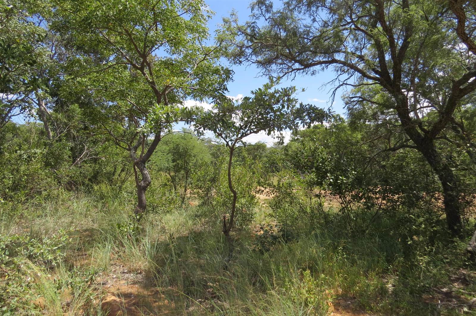 233 ha Land available in Modimole (Nylstroom) photo number 5