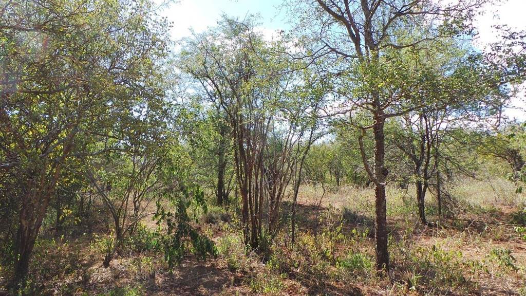 1300 ha Land available in Hoedspruit photo number 13