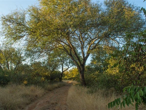 1300 ha Land available in Hoedspruit