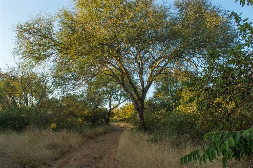 1300 ha Land available in Hoedspruit photo number 1
