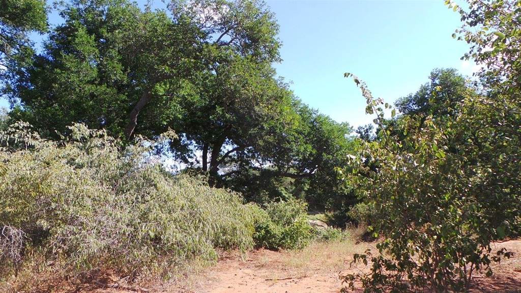 1300 ha Land available in Hoedspruit photo number 12