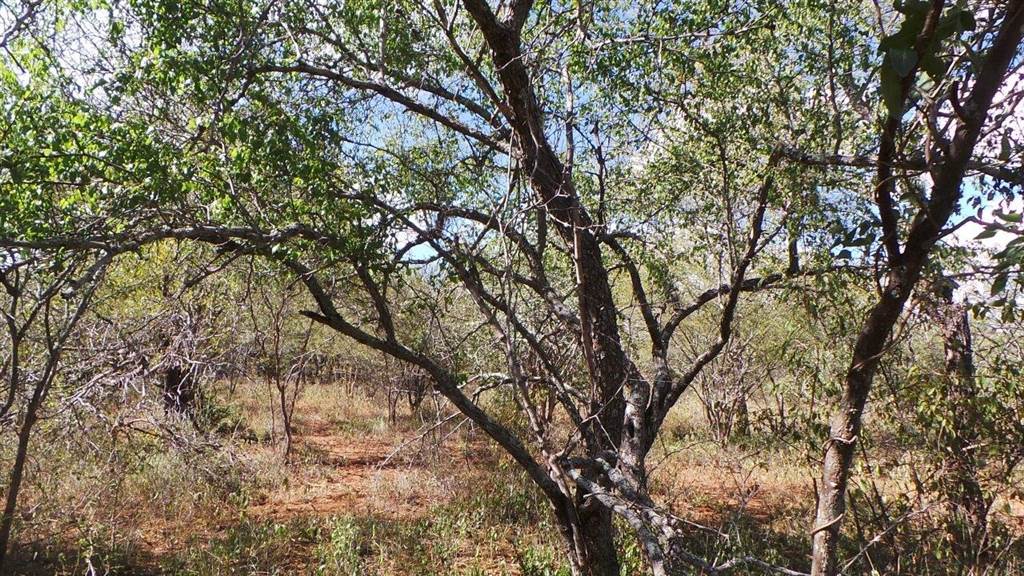 1300 ha Land available in Hoedspruit photo number 15