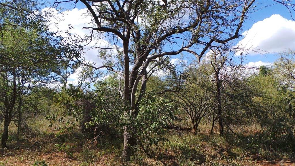 1300 ha Land available in Hoedspruit photo number 14