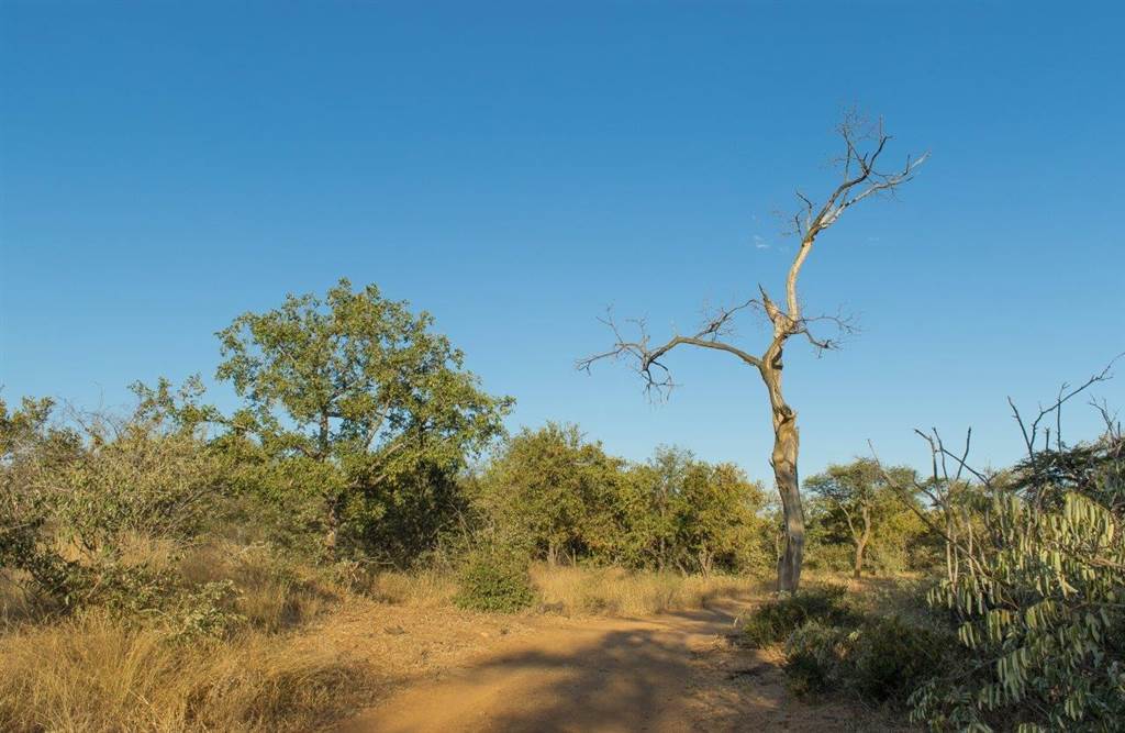 1300 ha Land available in Hoedspruit photo number 20