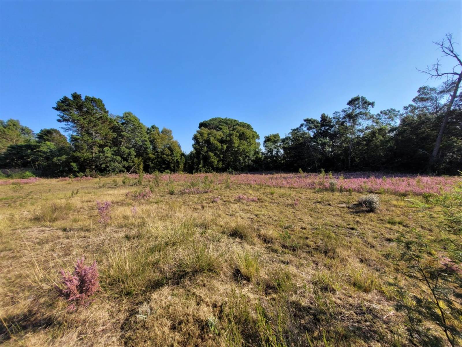 1.9 ha Land available in Plettenberg Bay Rural photo number 13