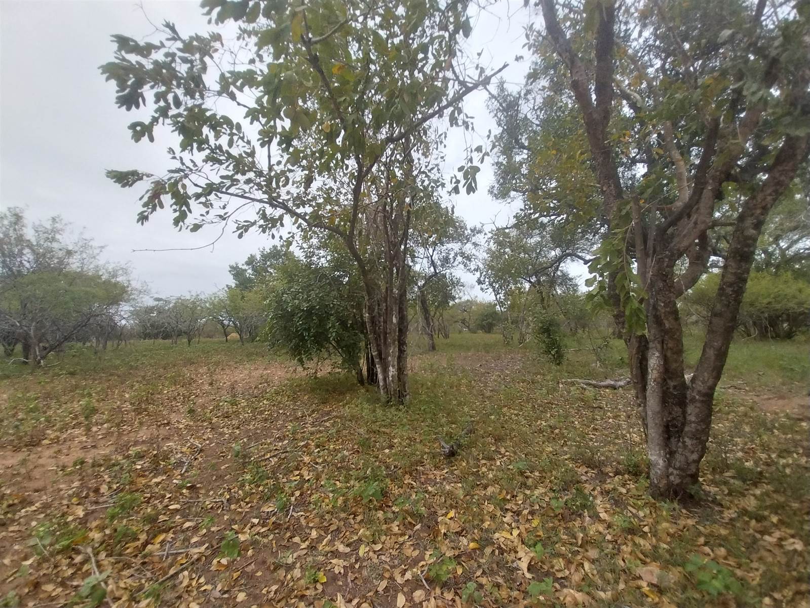 1705 m² Land available in Marloth Park photo number 5