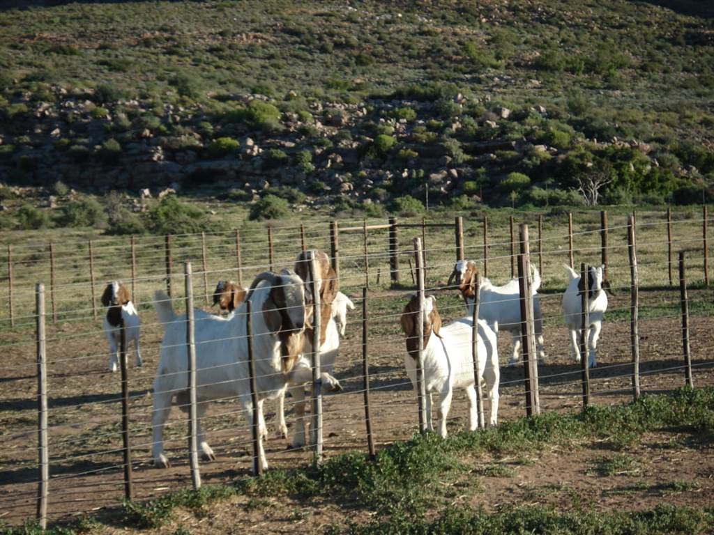 6257 ha Farm in Bitterfontein photo number 5