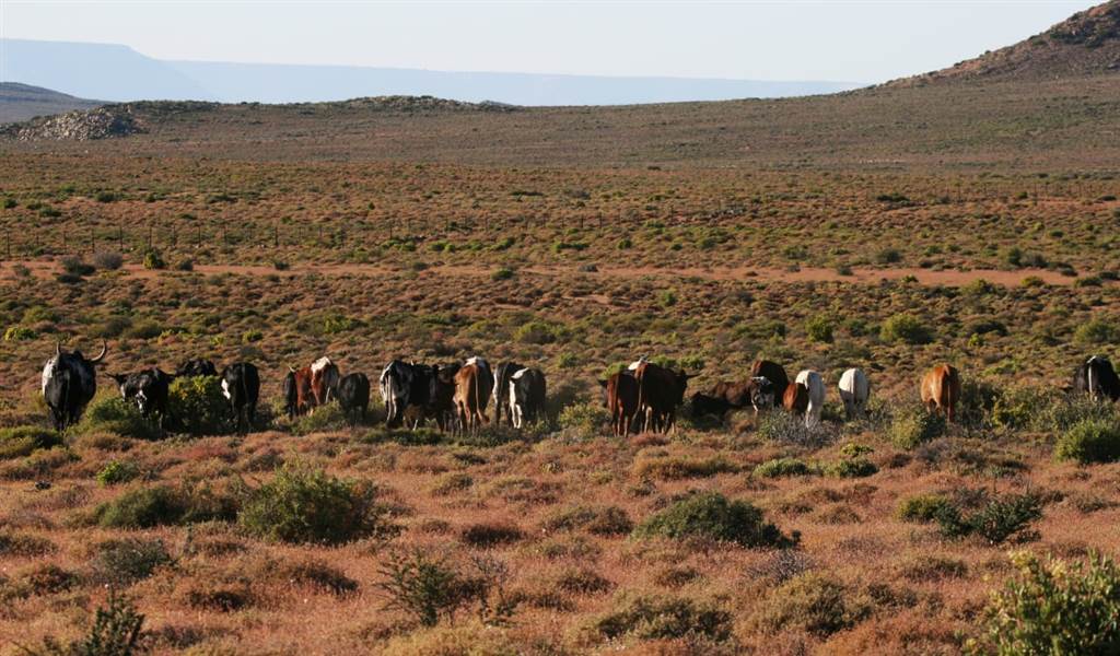 6257 ha Farm in Bitterfontein photo number 3