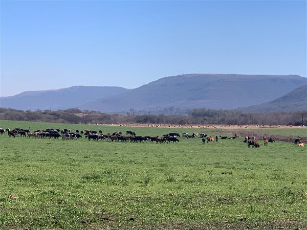 947 ha Farm in Estcourt