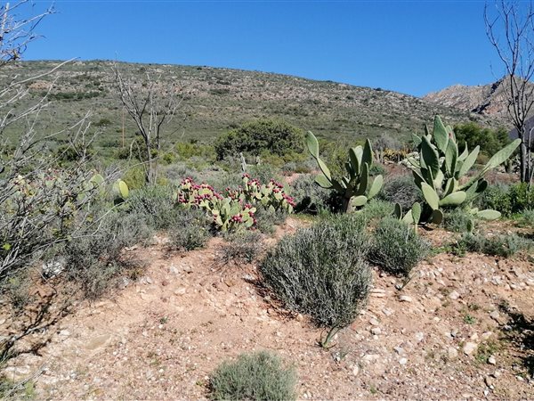 1200 m² Land available in Montagu
