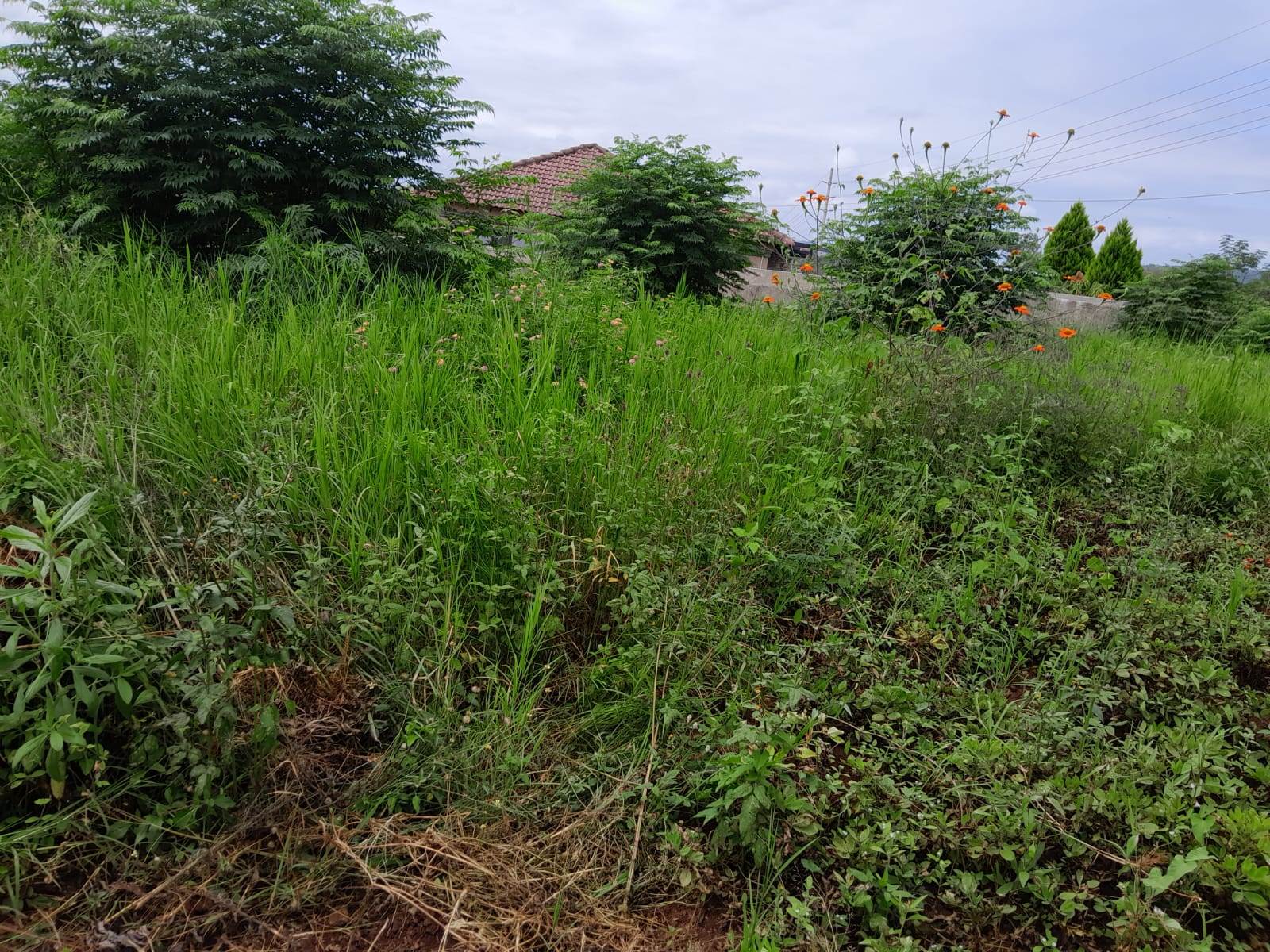 650 m² Land available in Tzaneen photo number 6