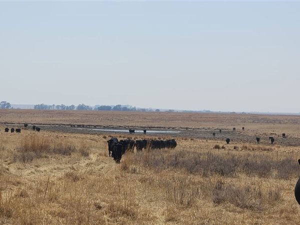 1 300 ha Farm