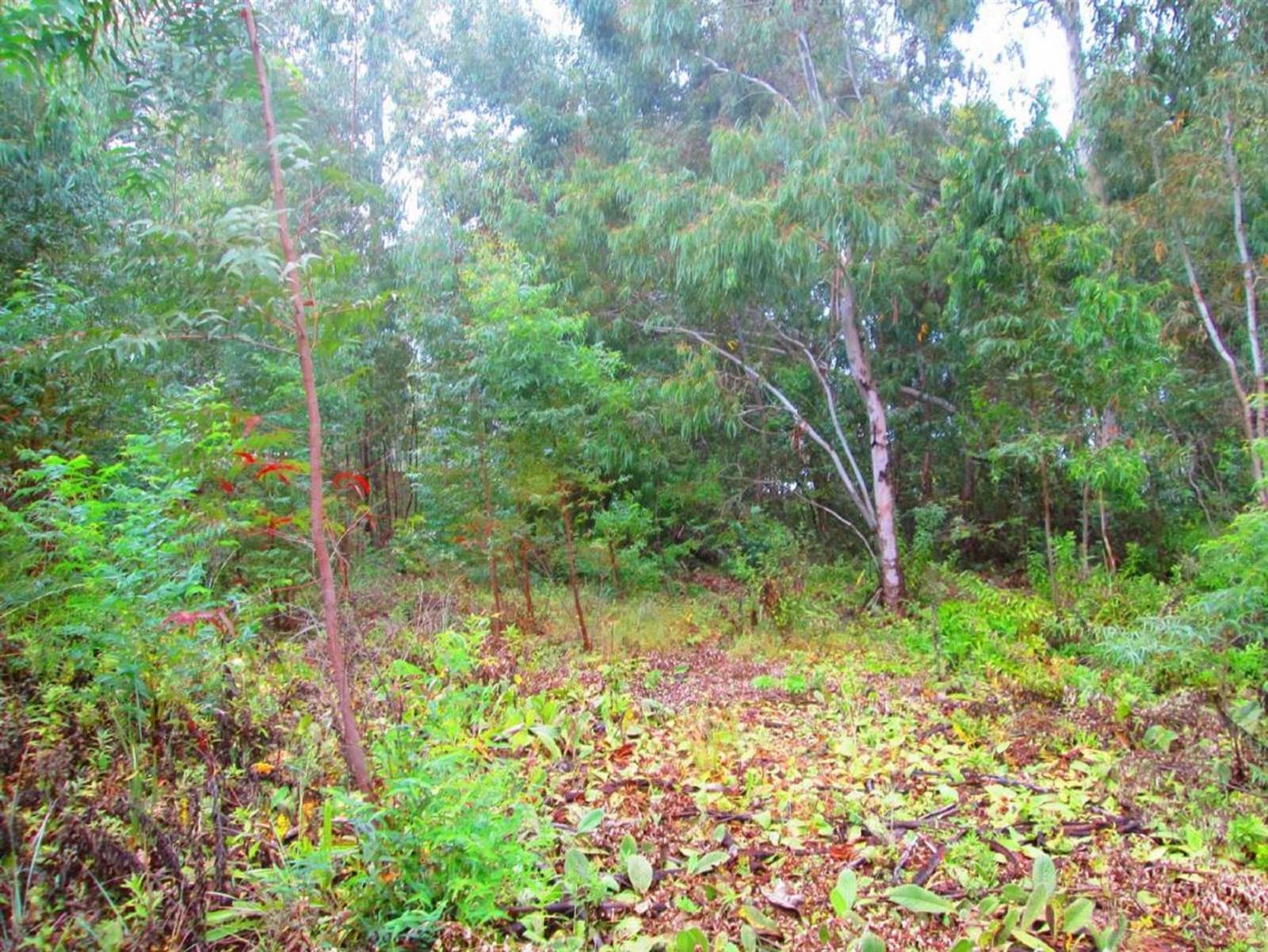 786 m² Land available in Dullstroom photo number 2