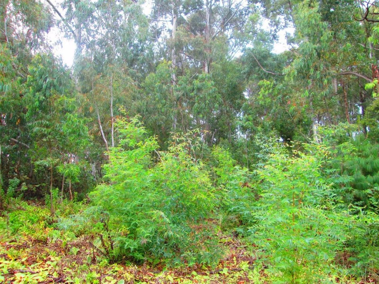 786 m² Land available in Dullstroom photo number 3