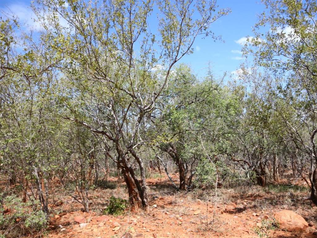 9815 m² Land available in Hoedspruit photo number 8