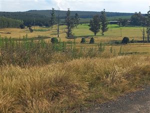 25 ha Farm in Greytown