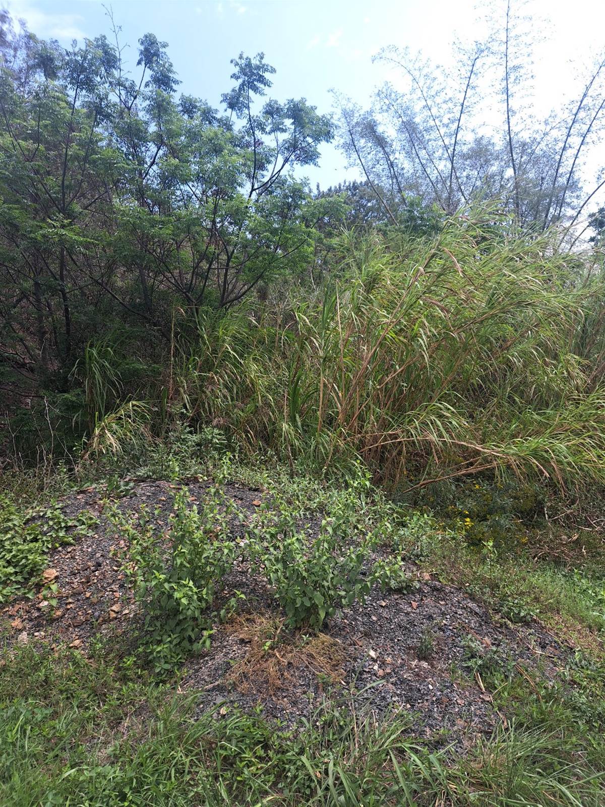 1000 m² Land available in Kenville photo number 8