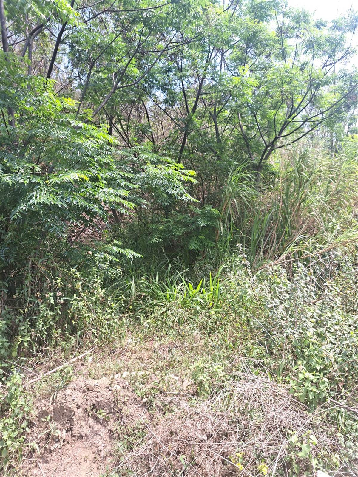 1000 m² Land available in Kenville photo number 4
