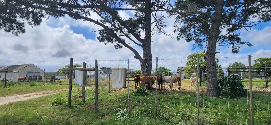 433 ha Farm in Stilbaai photo number 4