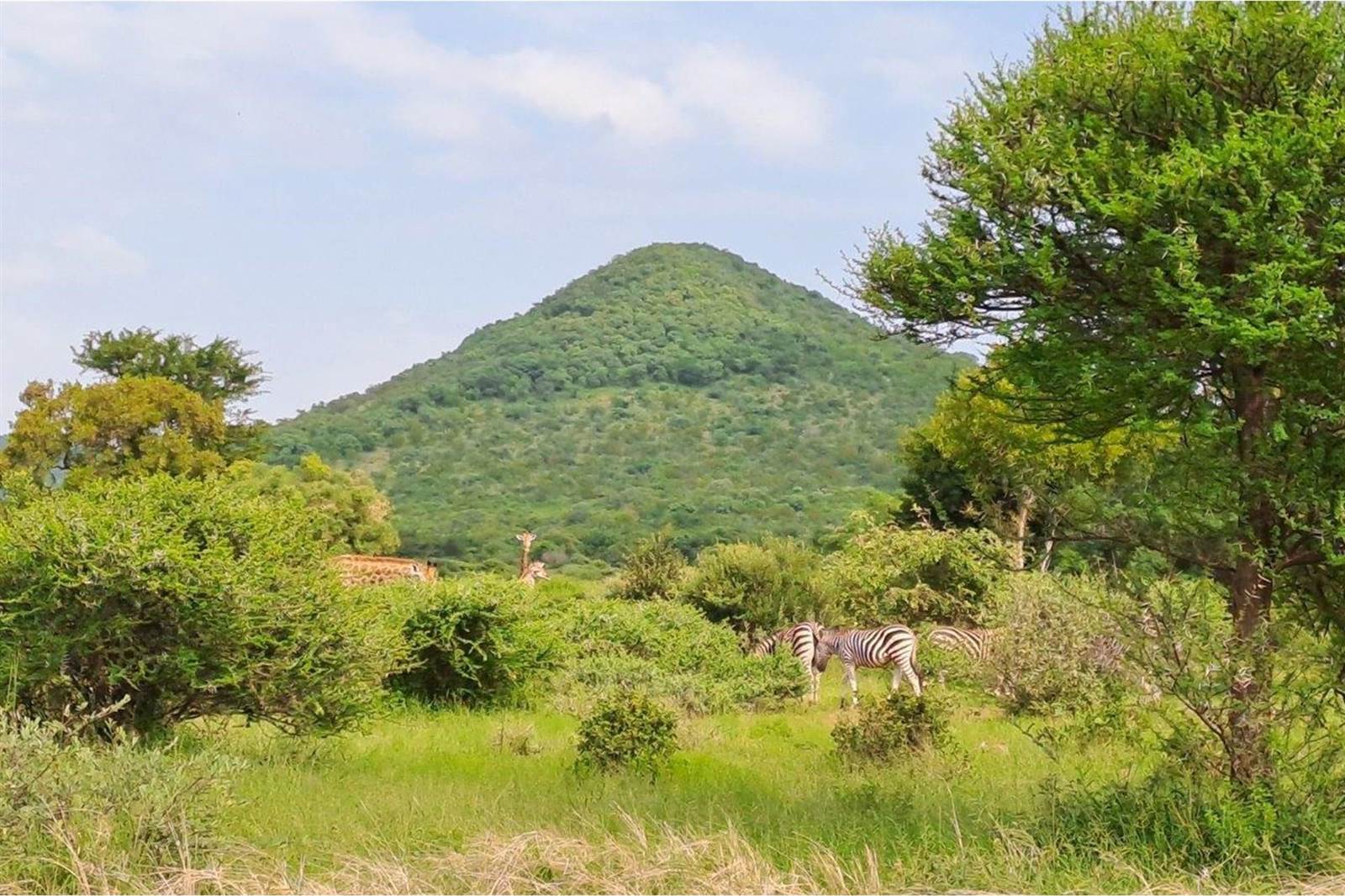 2500 m² Land available in Zwartkloof Private Game Reserve photo number 11