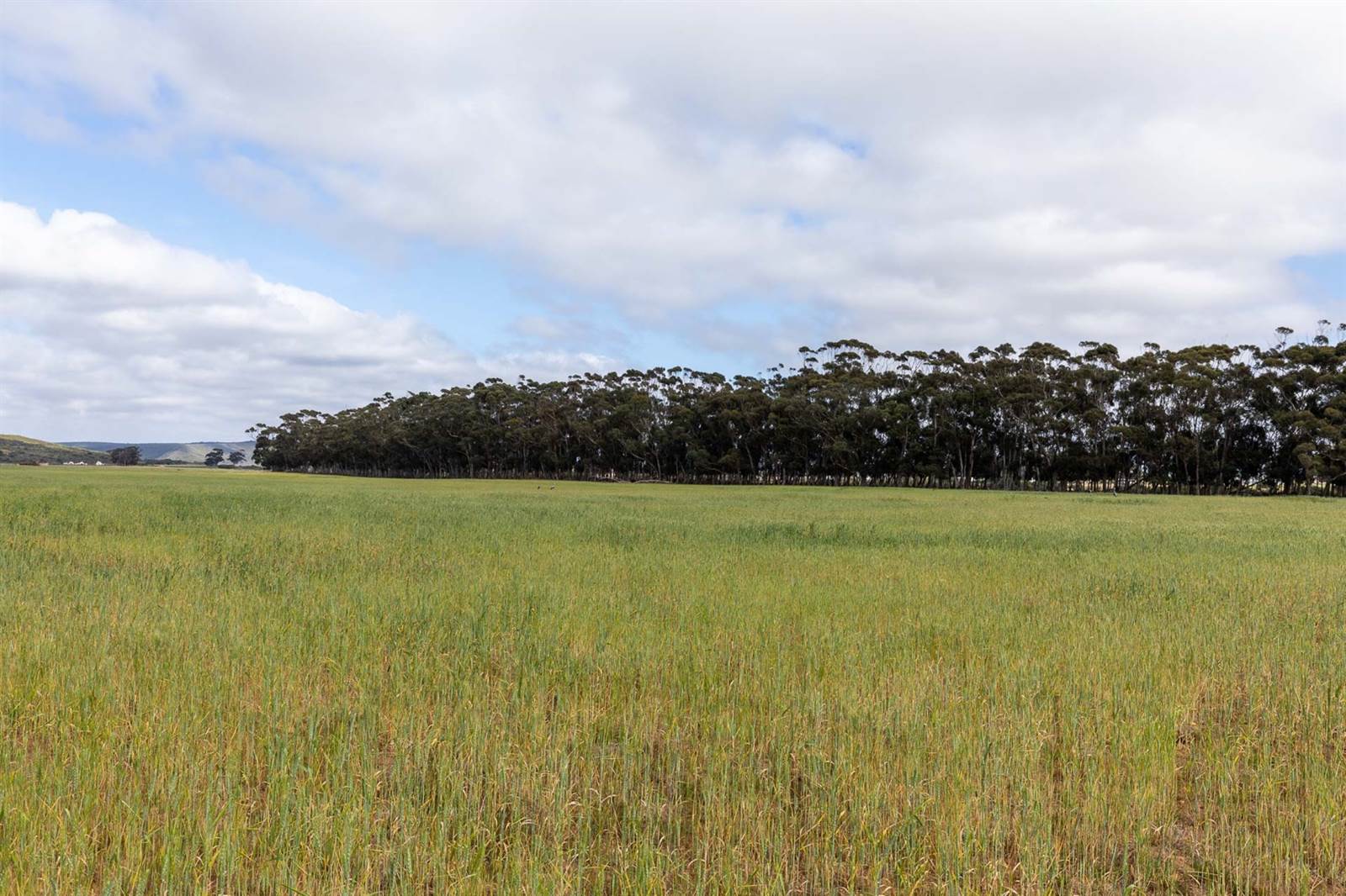 969 ha Farm in Riversdale photo number 2