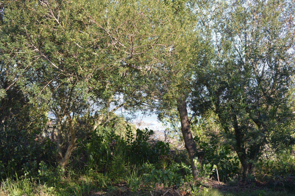 1064 m² Land available in Pezula Golf Estate photo number 23