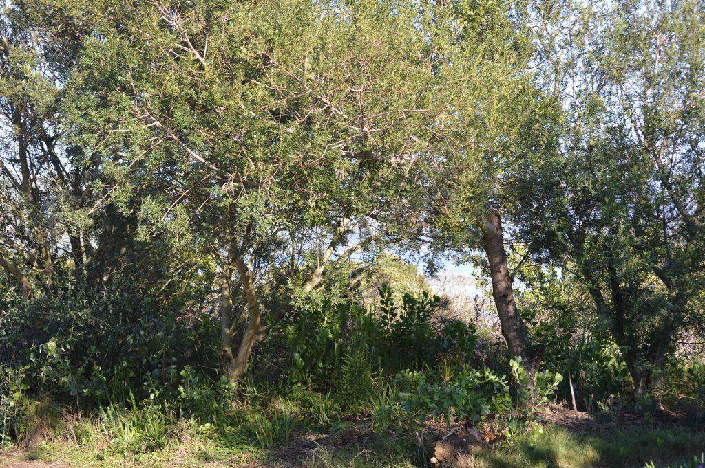 1064 m² Land available in Pezula Golf Estate photo number 22