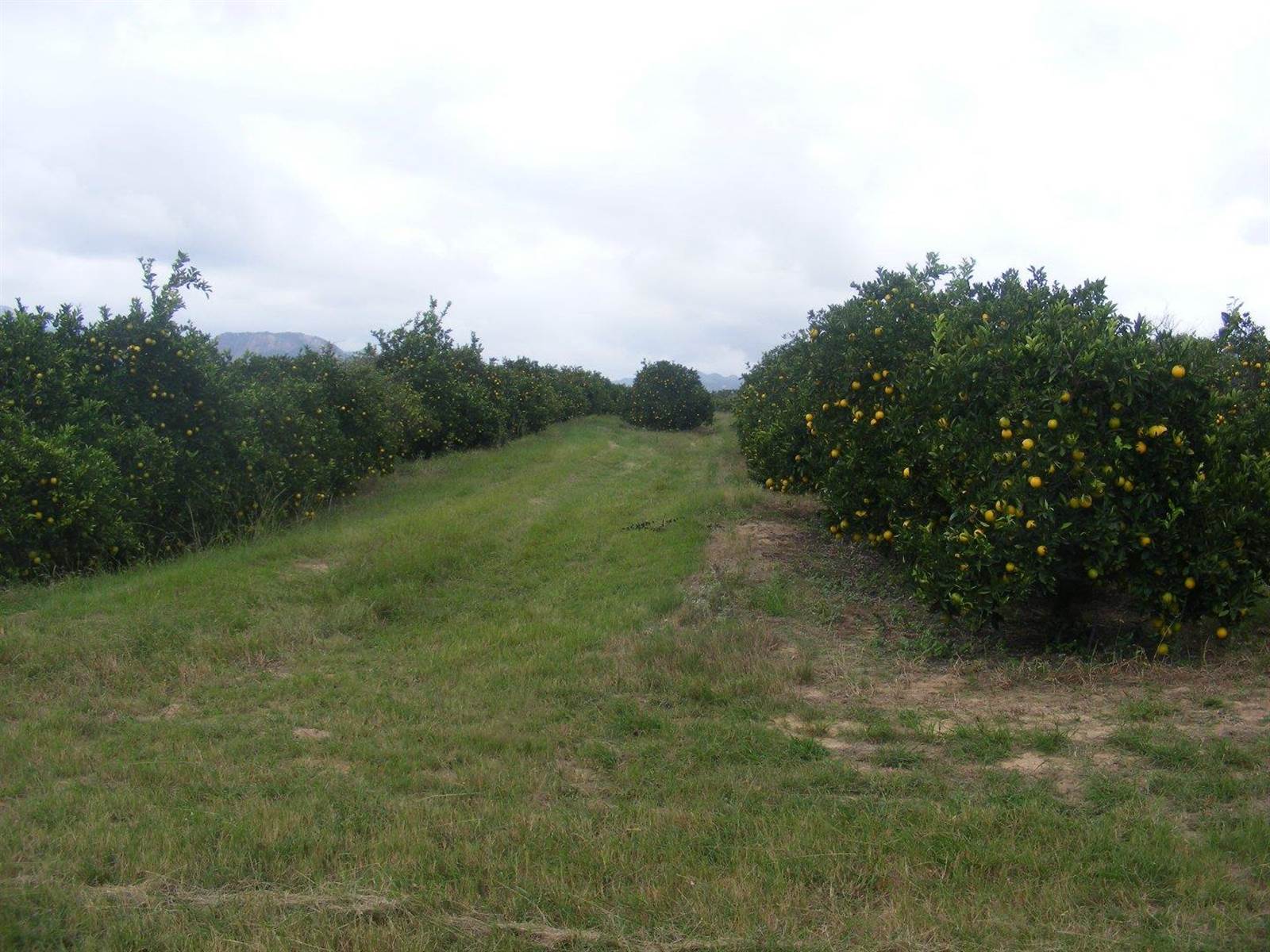 450 ha Farm in Nelspruit Central photo number 8