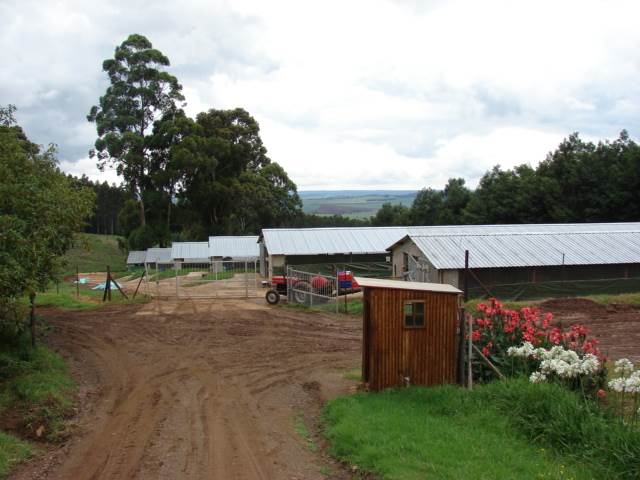 12 ha Farm in Greytown photo number 3