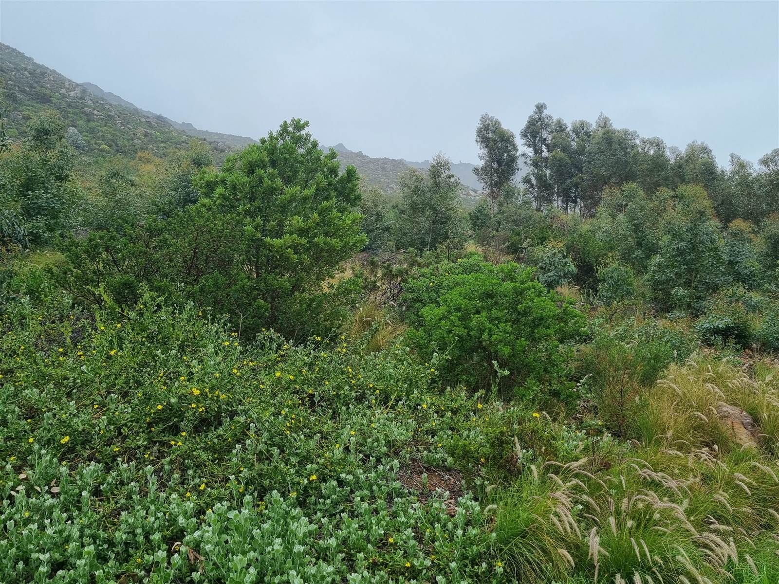 1317 m² Land available in Gordons Bay Central photo number 2
