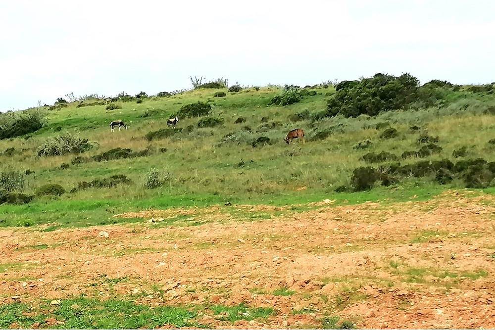 500 m² Land available in Hartenbos photo number 19