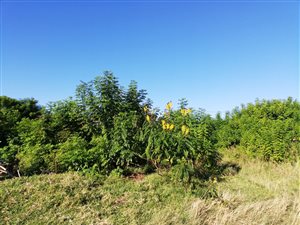 300 m² Land available in Welbedacht