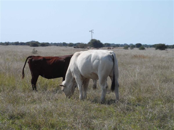 750 ha Farm